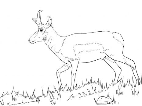 Male pronghorn coloring page super coloring horse coloring pages coloring pages super coloring pages