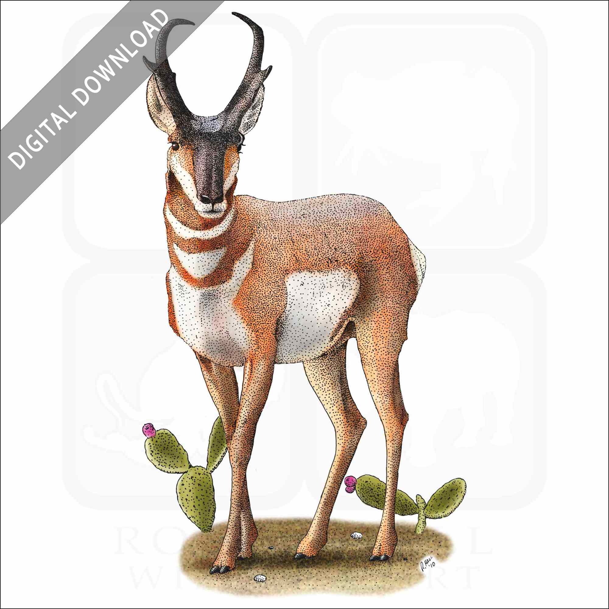 Stock art drawing of an american pronghorn