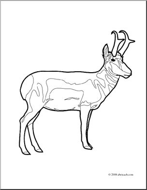 Clip art pronghorn coloring page i