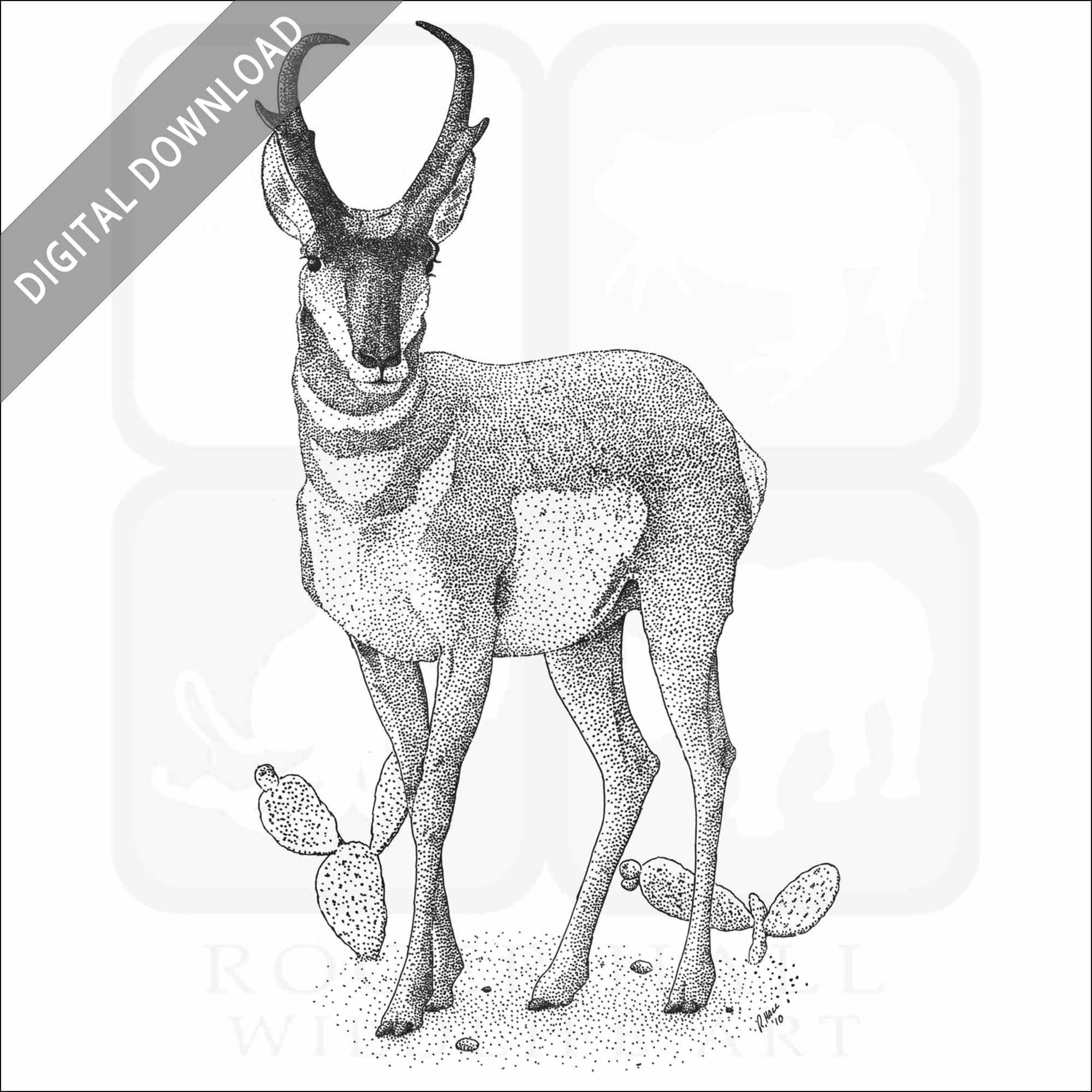 Stock art drawing of an american pronghorn