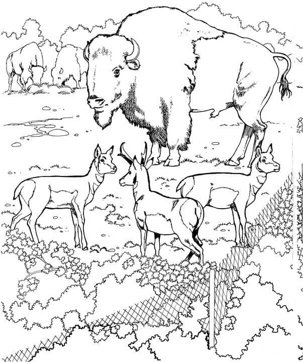 Bisons and pronghorns coloring page