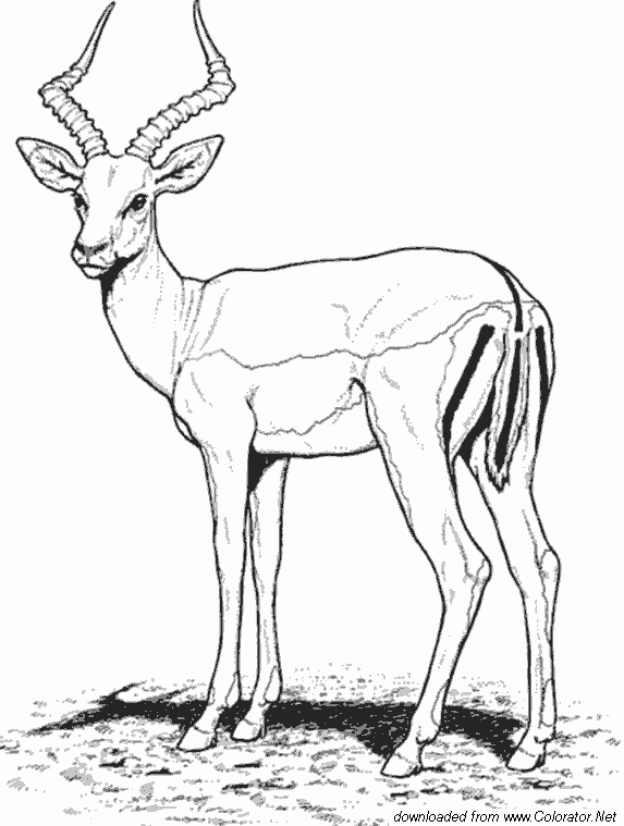 Antelope