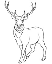 Pronghorn coloring page antelope animal