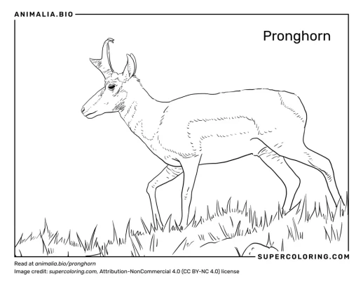 Pronghorn