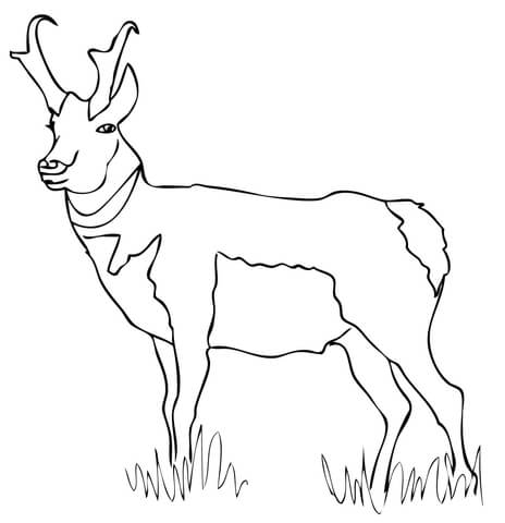 Pronghorn coloring page free printable coloring pages