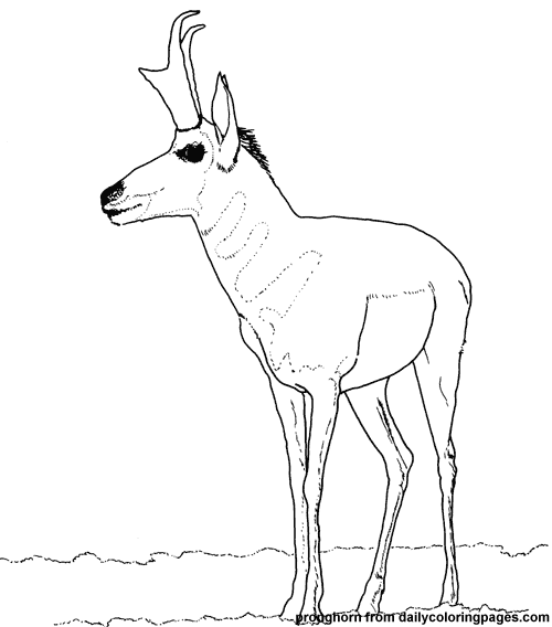 Coloring page antelope animals â printable coloring pages