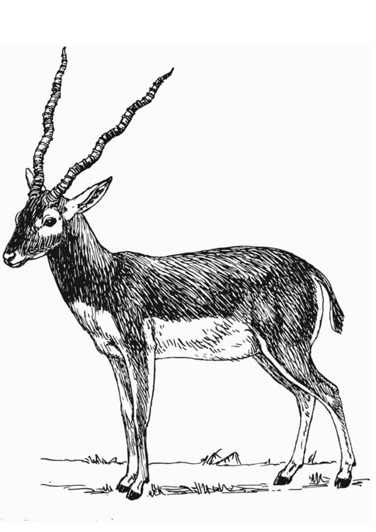 Coloring page antelope