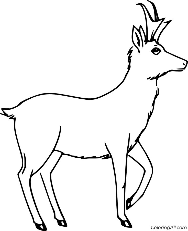 Pronghorn coloring pages coloring pages owl coloring pages face drawing