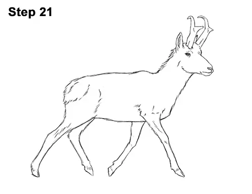 How to draw a pronghorn