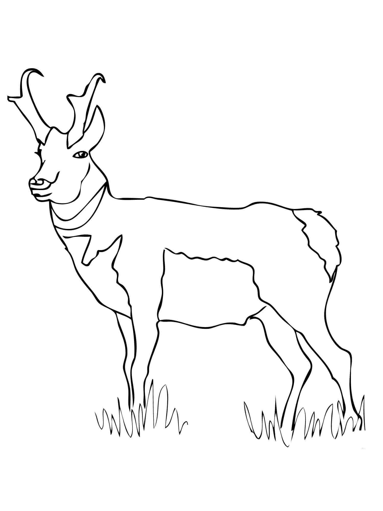 Pronghorn coloring pages