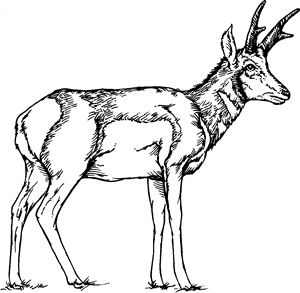 Pronghorn definition meaning dictionary