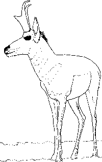 Pronghorn â parks wildlife department