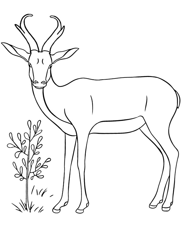 Pronghorn coloring page antelope animal