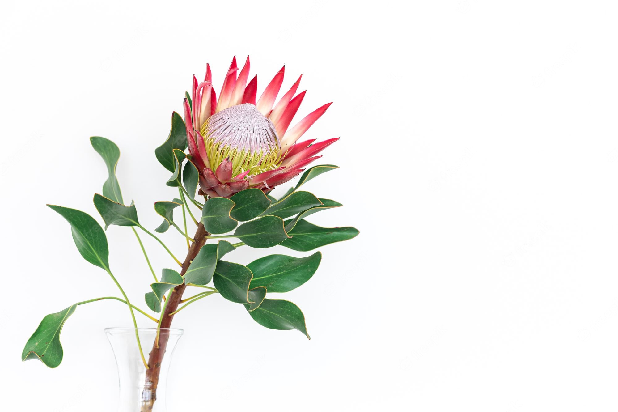 Download Free 100 + protea Wallpapers