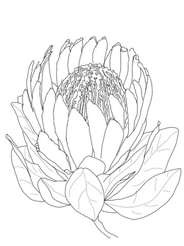 Protea flower coloring page free printable coloring pages protea art flower drawing flower coloring pages