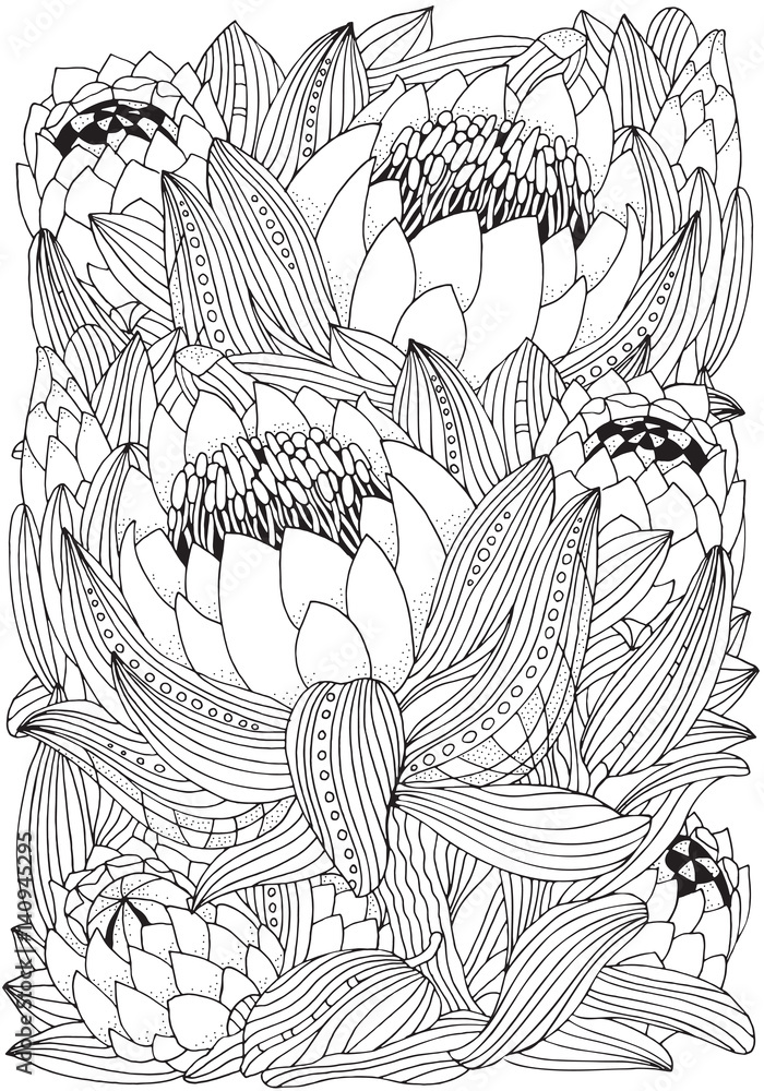Coloring book page for adult and children protea flower vector