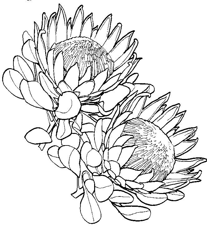 Protea flower drawing sketch coloring page flower drawing protea art flower art