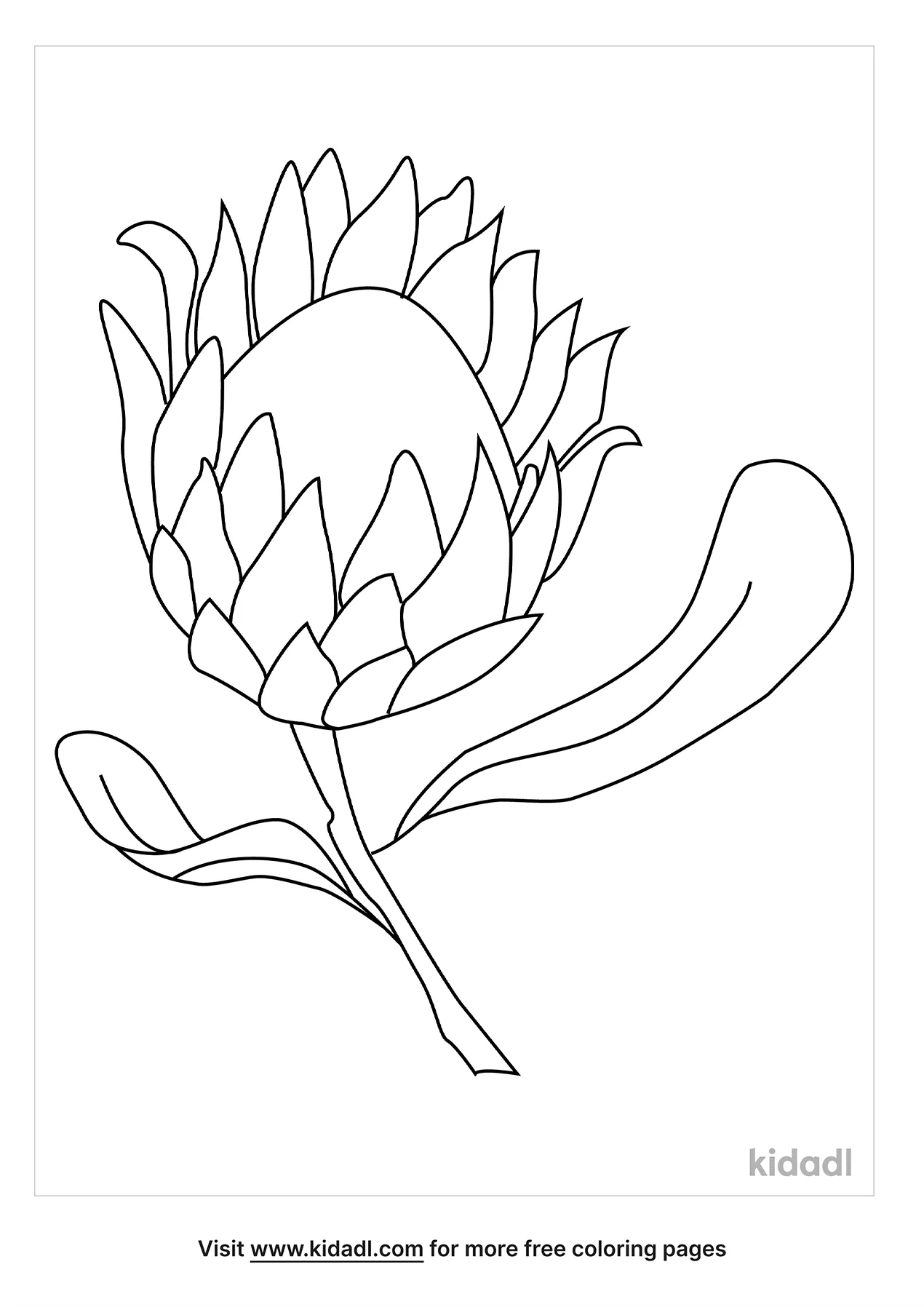Free protea flower coloring page coloring page printables