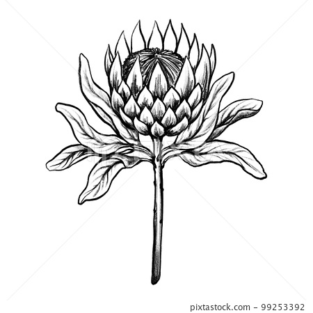 Protea flower hand drawn botanical