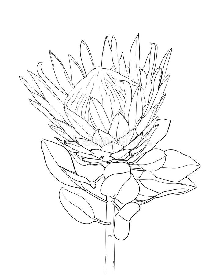 Protea flower line drawing exotic tropical flowers stock vector