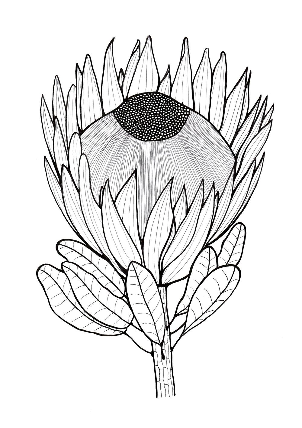 Glorious protea flowers to color protea art flower drawing flower sketches