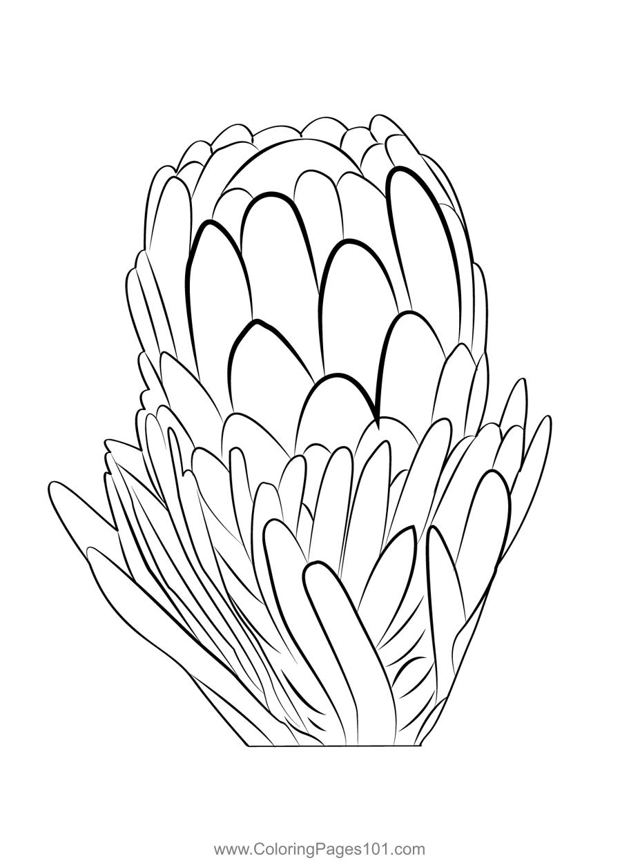Protea coloring page for kids