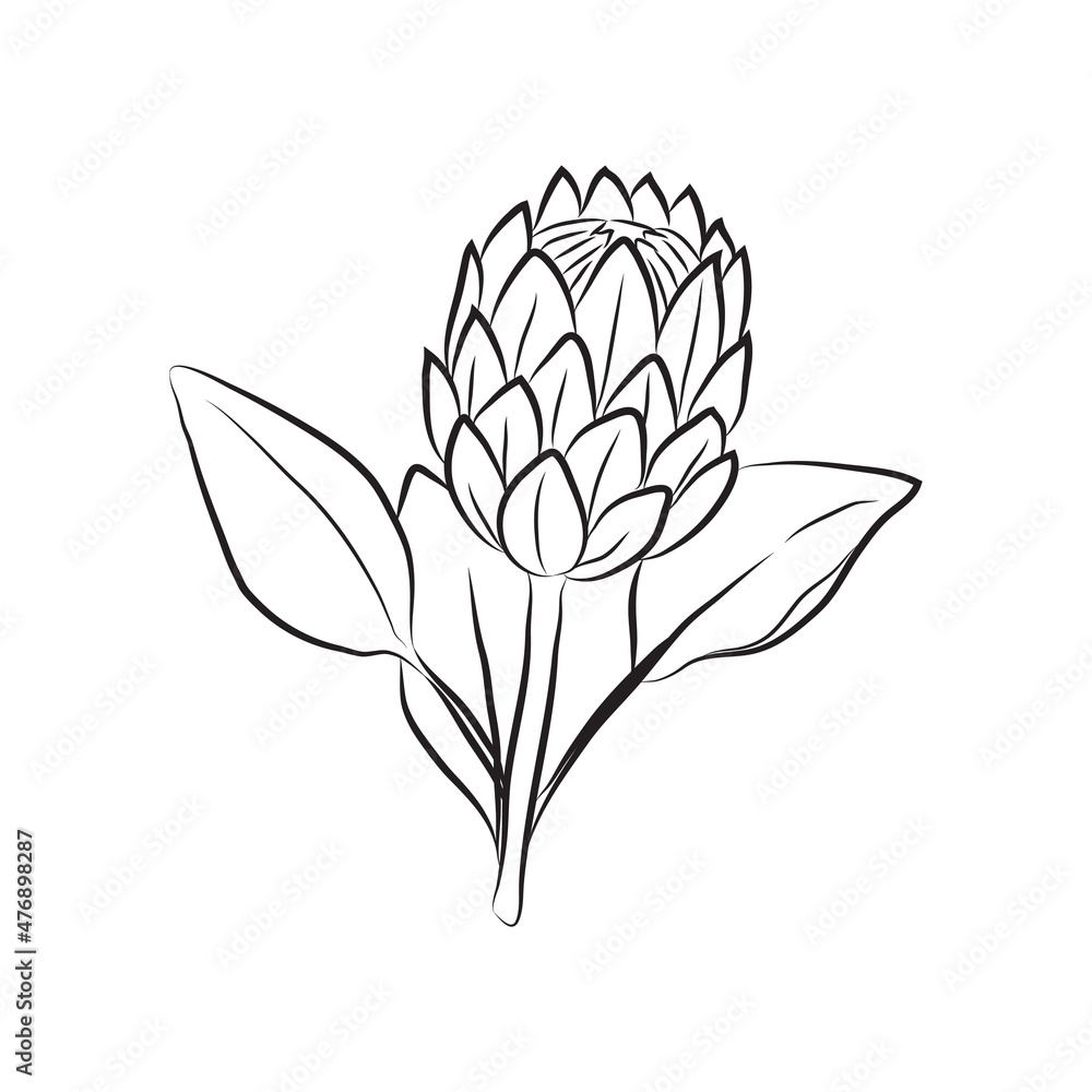 Protea flower drawn by lines isolated bud on a branch for invitations and valentine cards vector