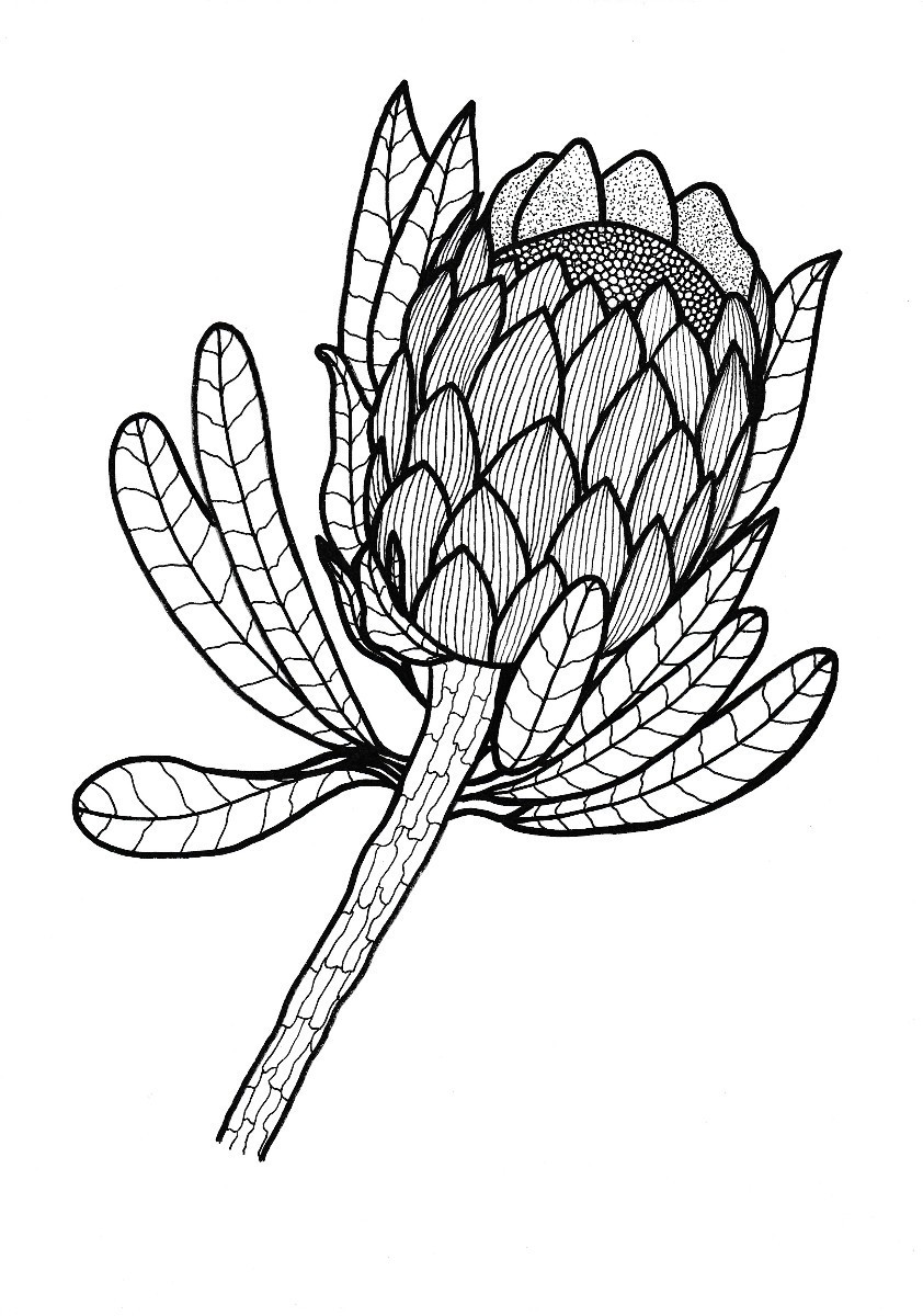 Sugarbush protea adult coloring page