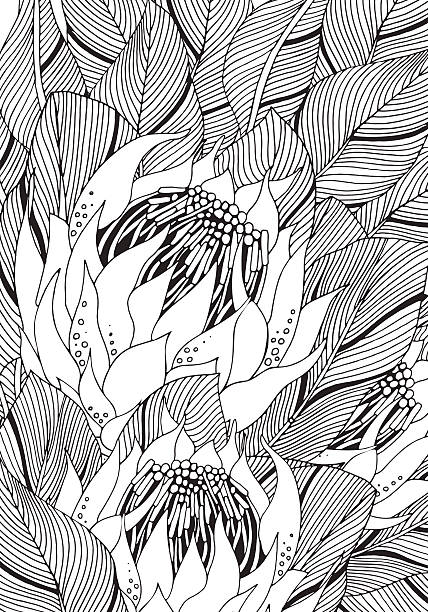 Coloring book page for adult and children protea flower art stock illustration