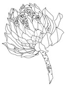 Protea coloring pages free coloring pages