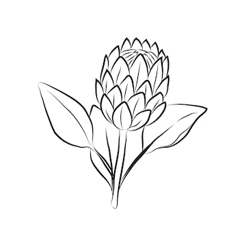 Premium vector protea flower drawn by lines isolated bud on a branch for invitations and valentine cards