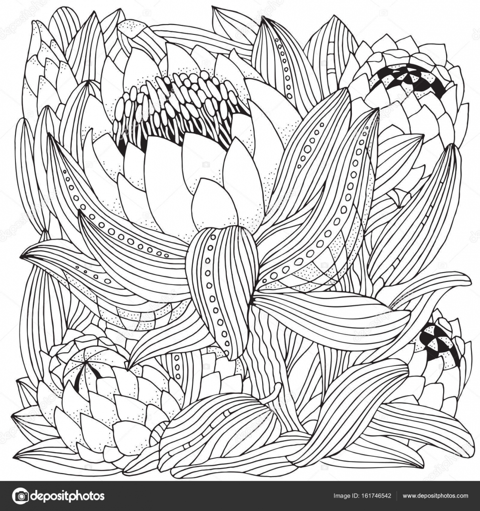 Protea flowers art stock vector by imhopeyandexru