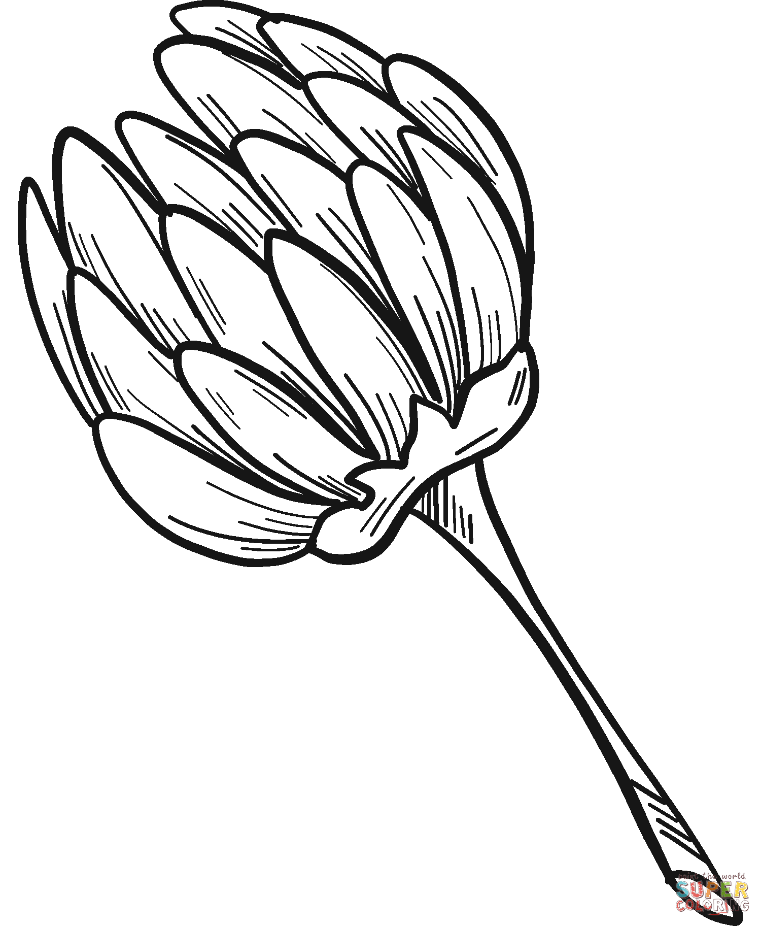 Clover flower coloring page free printable coloring pages