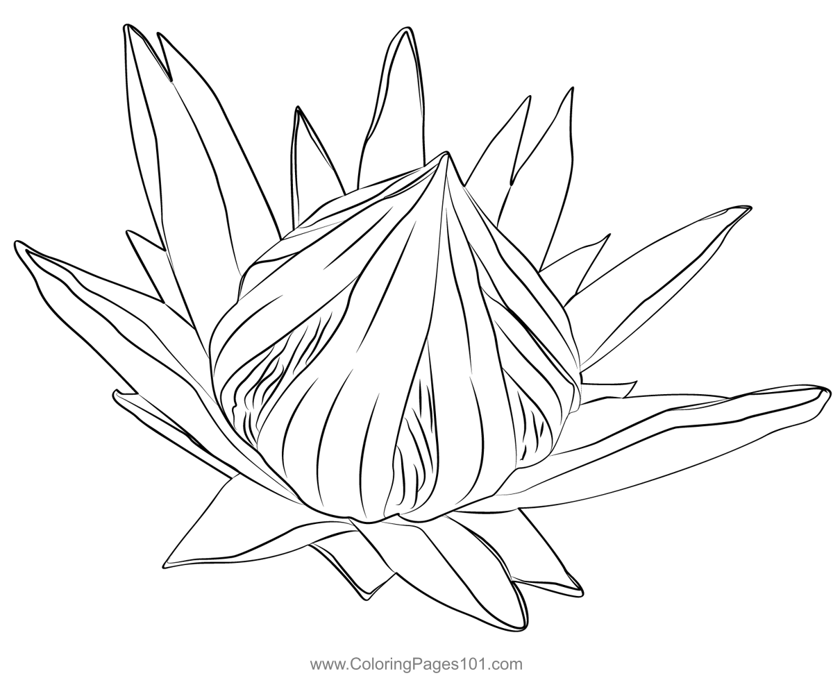 Protea flower coloring page for kids
