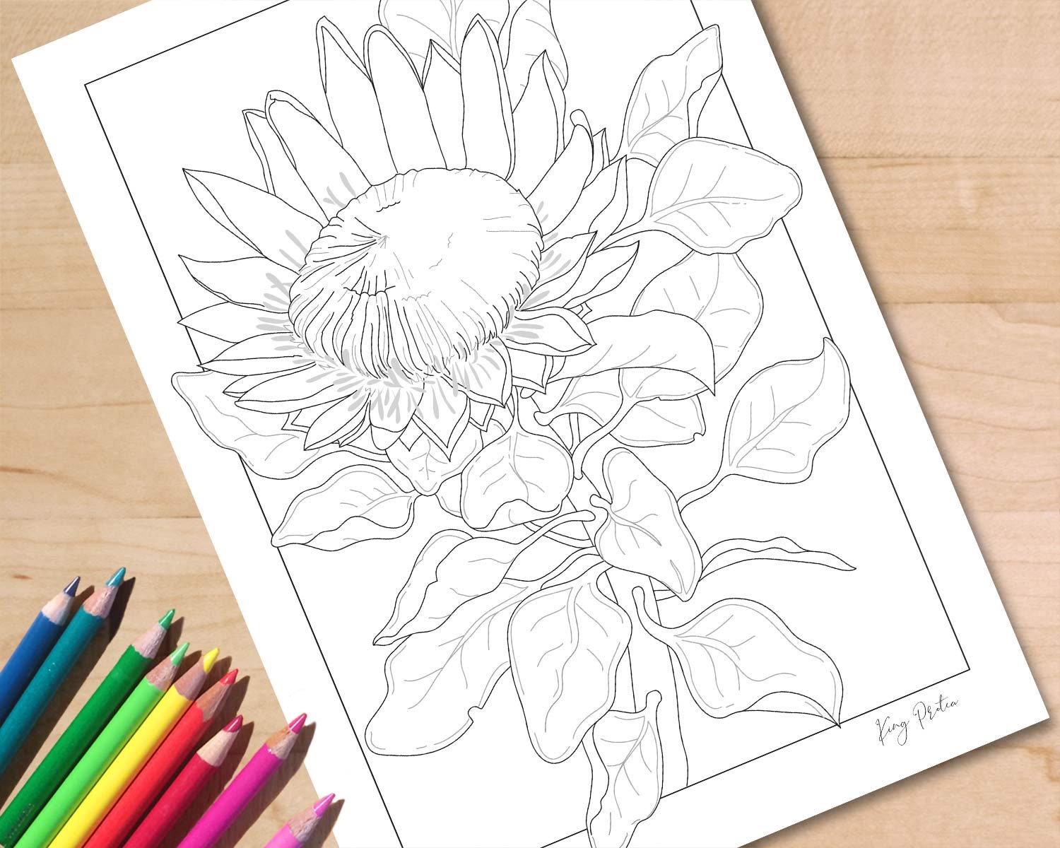 Protea colouring page king protea wildflower printable adult coloring page