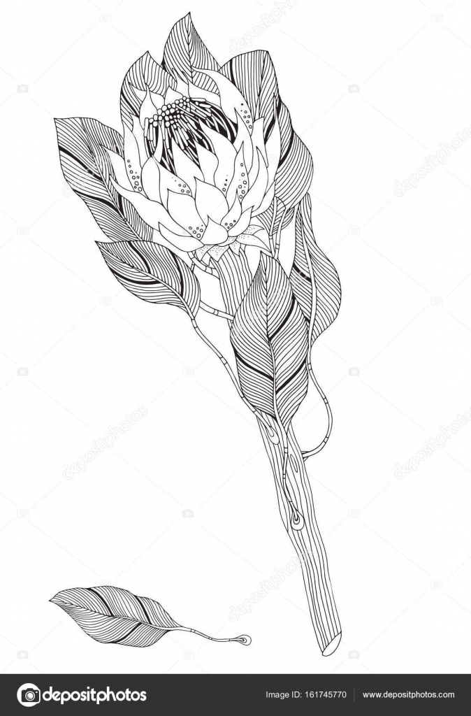 Protea flower art stock vector by imhopeyandexru