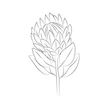 Premium vector protea flower large bud drawn with lines isolated bud on a branch for invitations and valentines