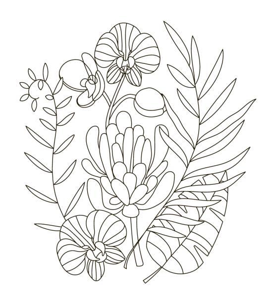 Coloring book page for adult and children protea flower art stock illustrations royalty