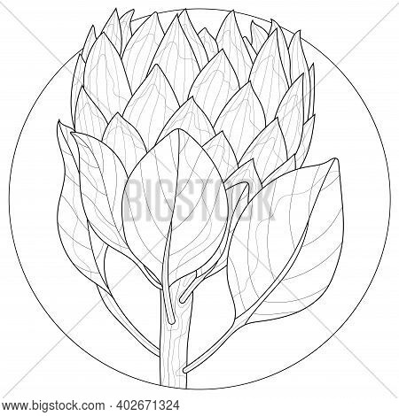 Protea flower vector photo free trial bigstock
