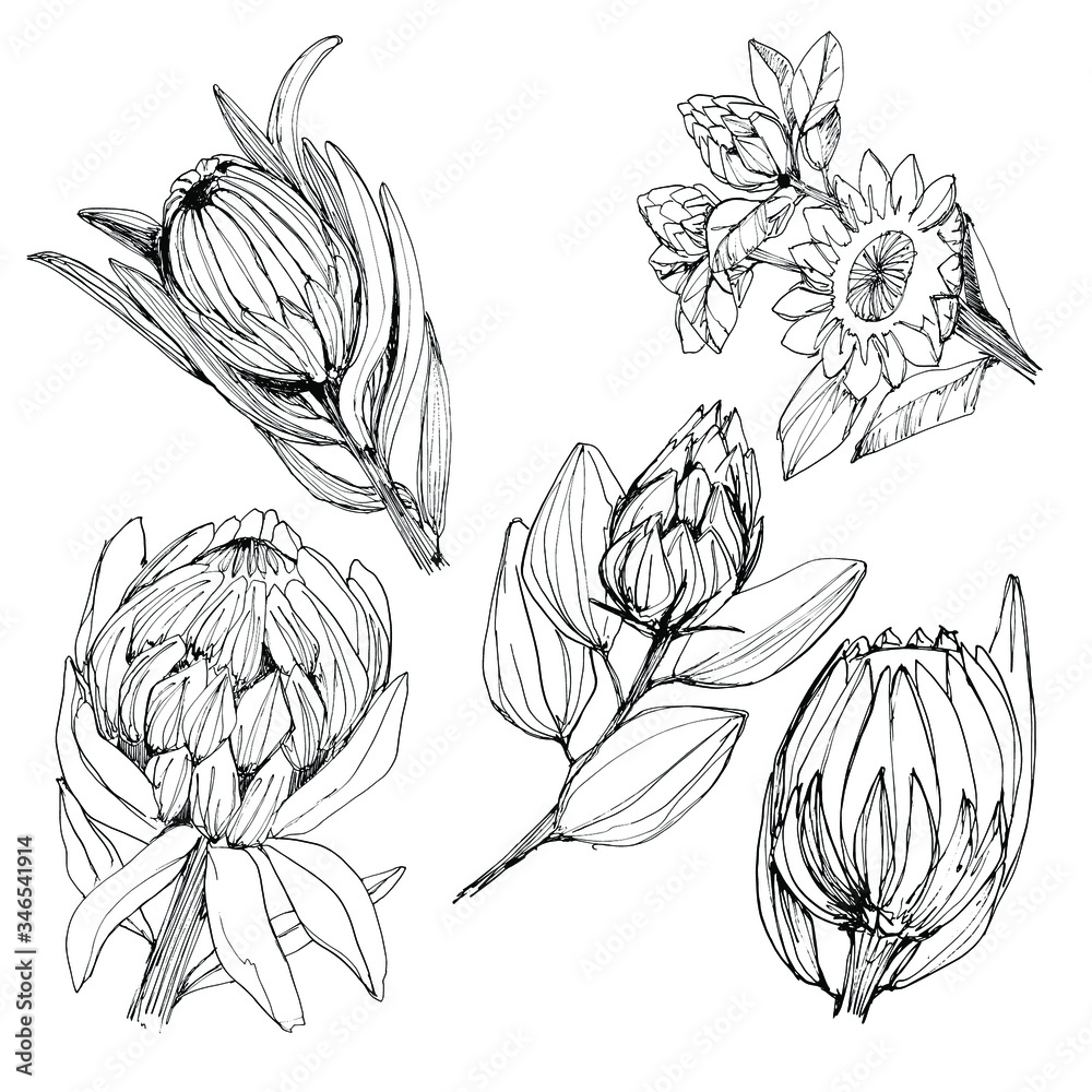 Vecteur set with a protea flower manual graphics coloring book for children and adults mascara floral set of dried flowers for textile decor and design wallpaper relaxation meditation graphics