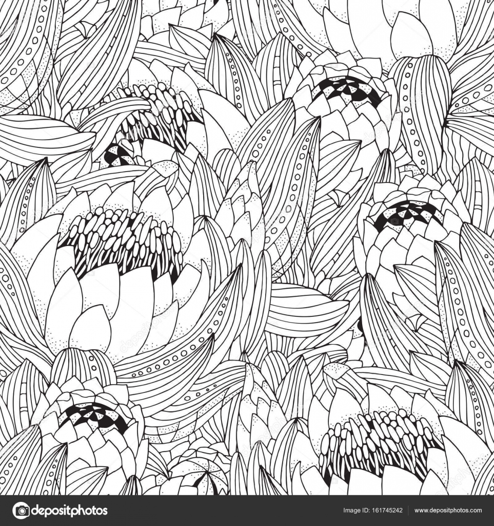 Protea flowers art stock vector by imhopeyandexru