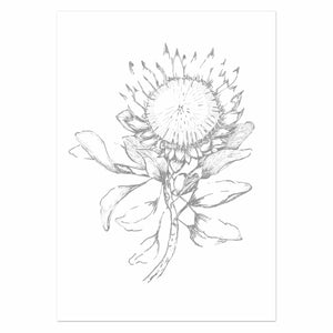 Protea silhouette art print