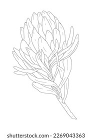 Protea flower coloring page protea flower stock illustration