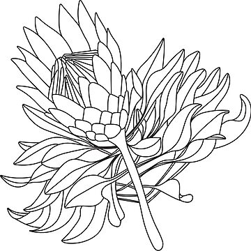 Protea flower stem design art board print for sale by melbalcreative