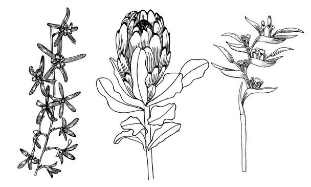 Flor de protea free stock vectors