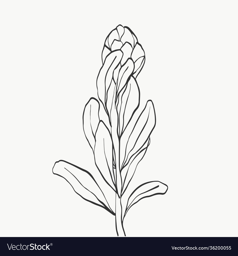 Set protea flower and tropical leaves line vector image