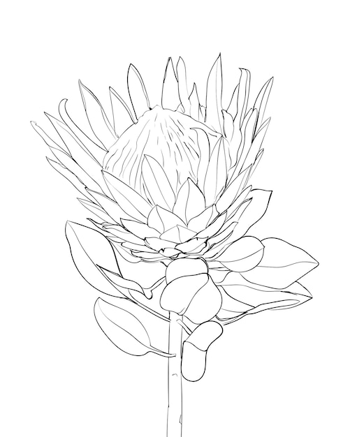 Page botanical coloring page images