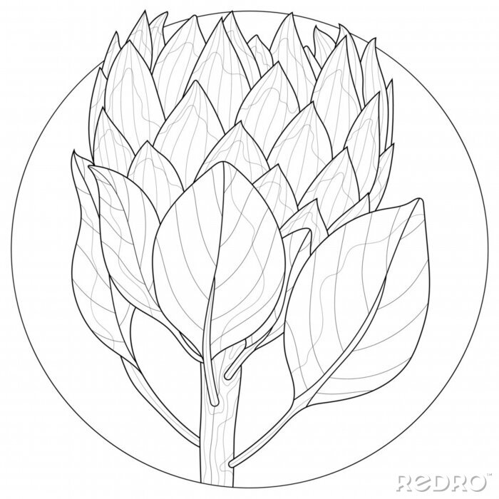 Naklejka protea flowercoloring book antistress for children and adults na wymiar â kwiat protea roålina â