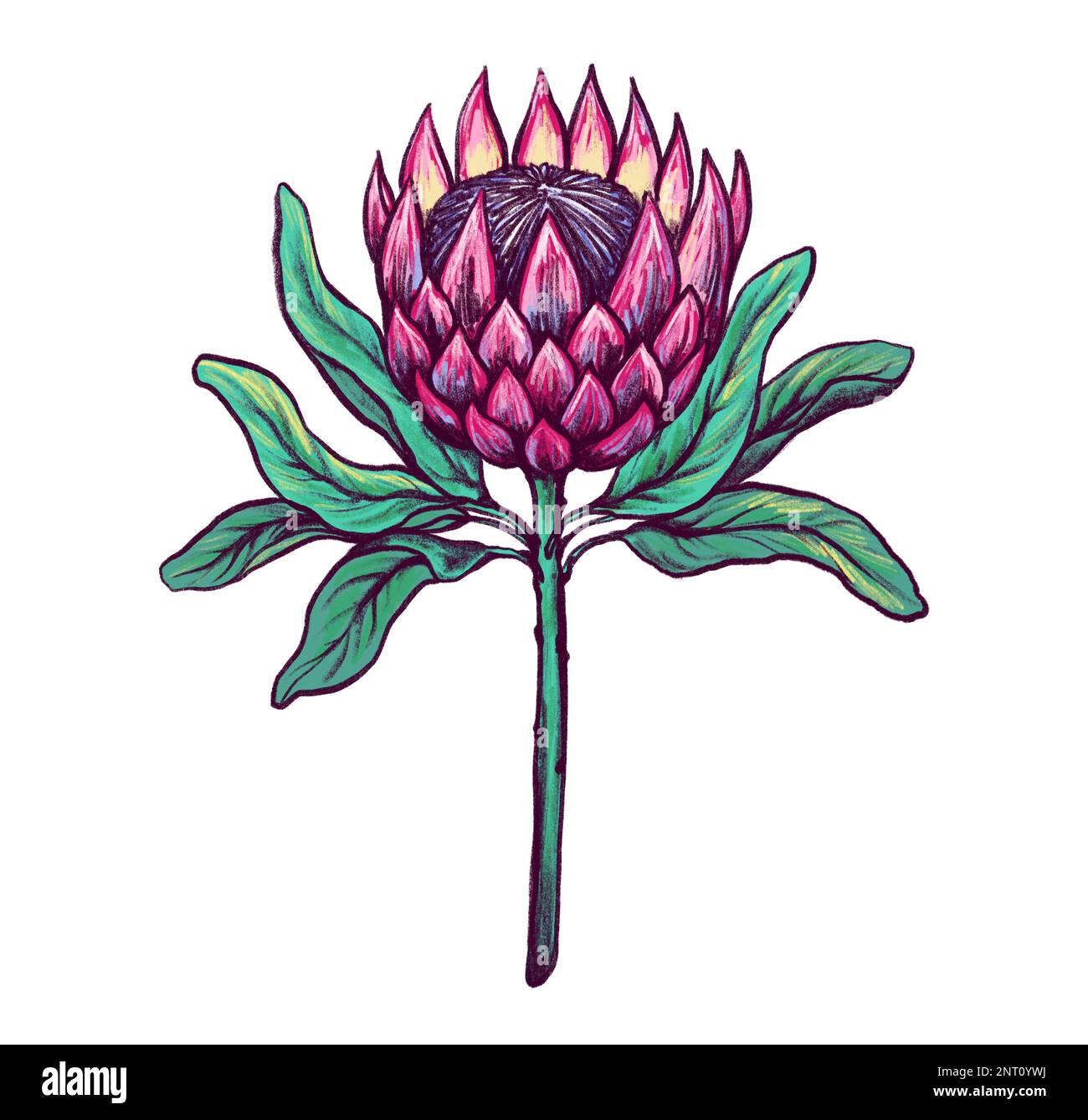 Protea flower hand drawn botanical illustration color ink sketch line art isolated on white background stock photo