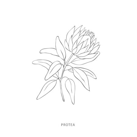 Protea line drawing stock vector illustration and royalty free protea line drawing clipart